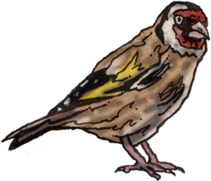 Goldfinch John Rooney