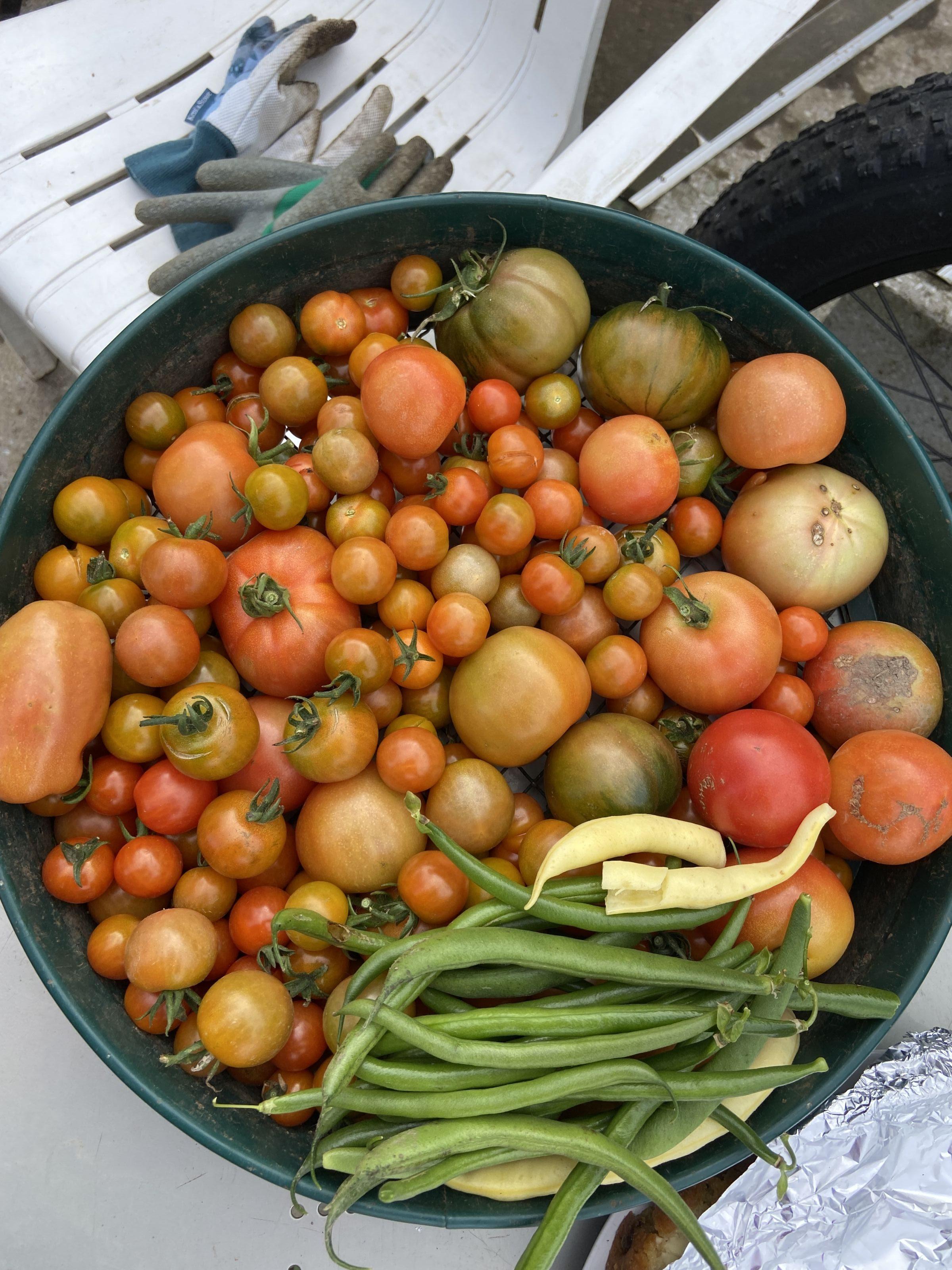 Tomato Harvest