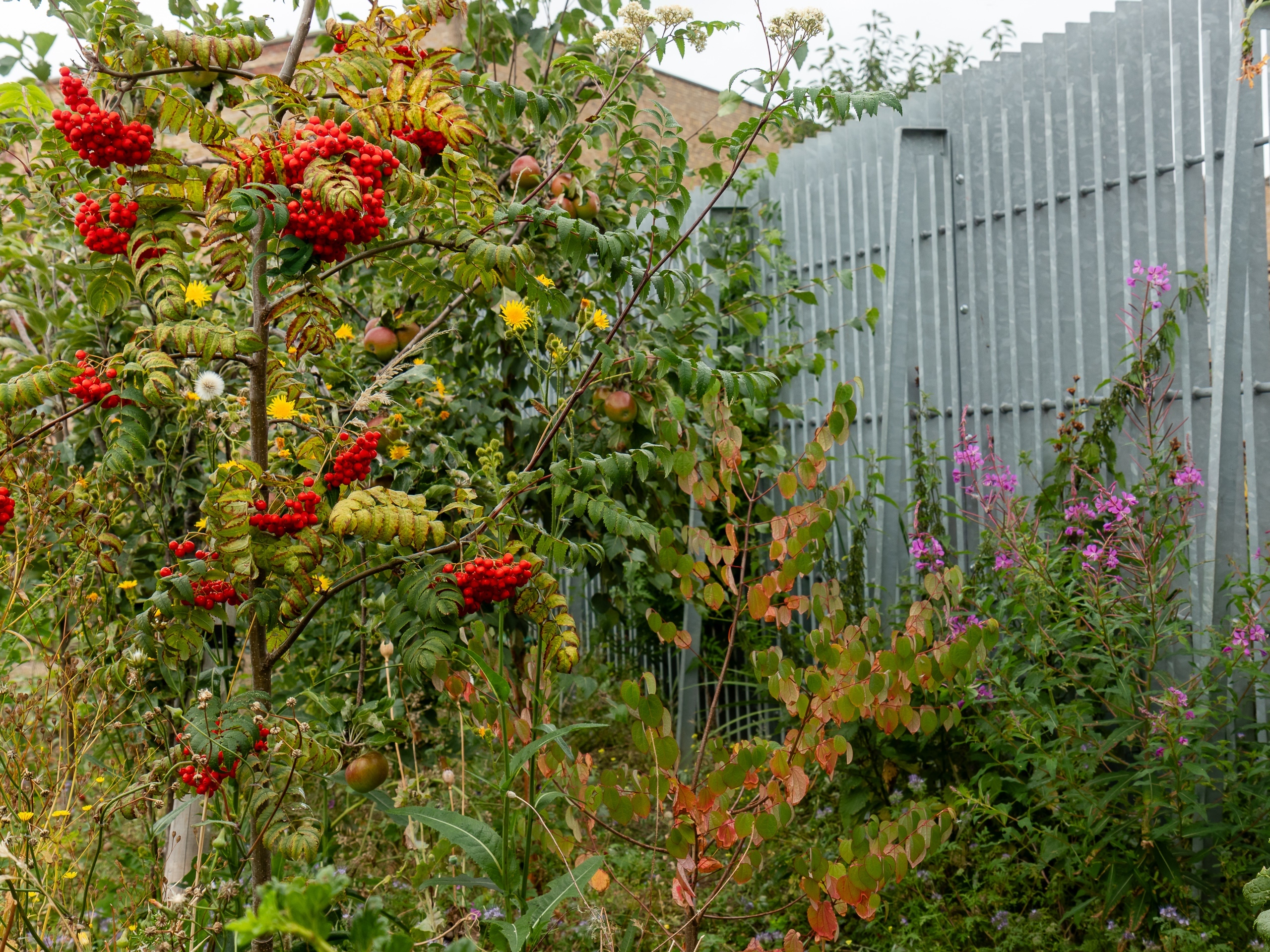 Colours of the garden - Photo by Claire Whitehead