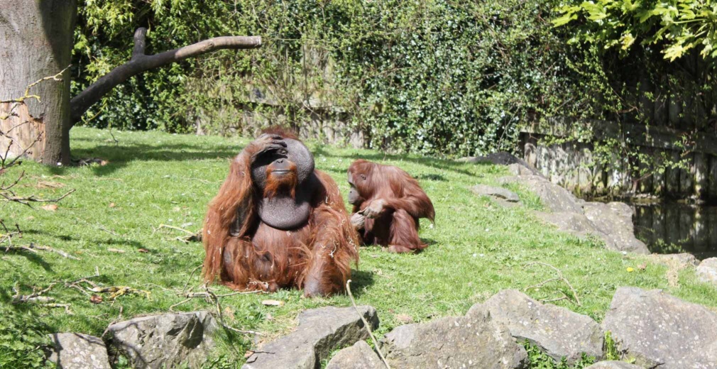 Dublin zoo
