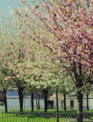 Oscar Square