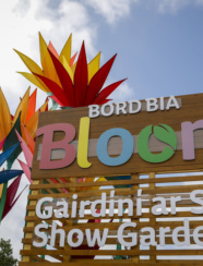 Bloom Festival Picture