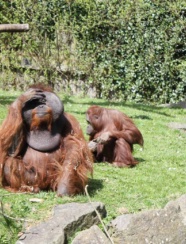 Dublin zoo