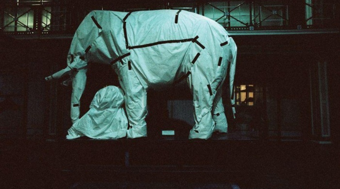 Untitled I, Natural History Museum, Dublin, 2025 Specimmen shown: NMINH: 1902.281.1 Indian Elephant Elephas Maximus (Linnaeus, 1758)